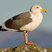 Western Gull